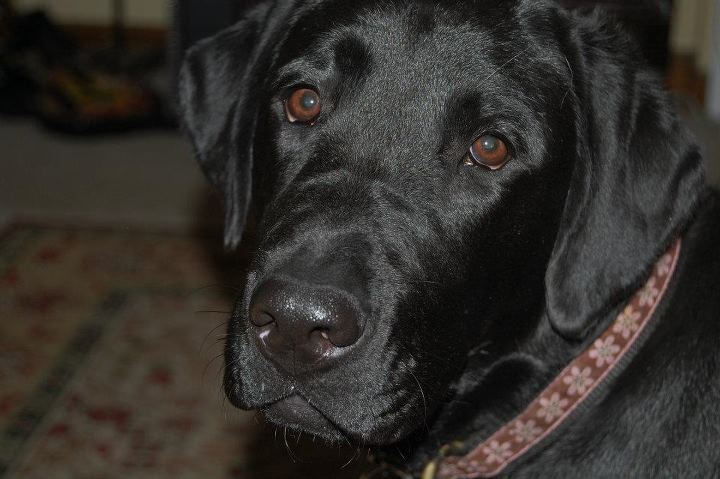 Daisy5